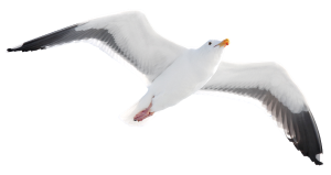 Möwe